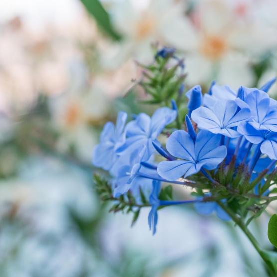 Victoria Scheler Eckstein