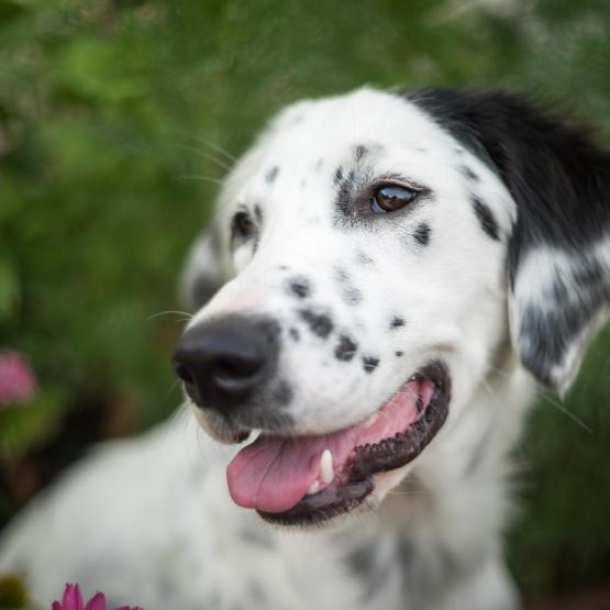 Victoria Scheler Eckstein