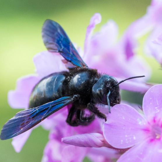 Victoria Scheler Eckstein