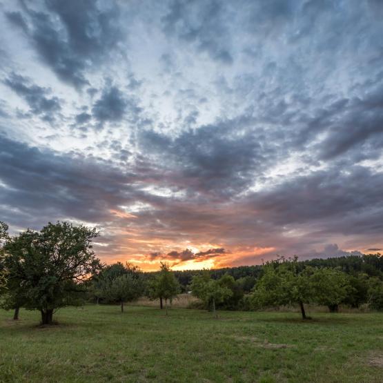 Victoria Scheler Eckstein