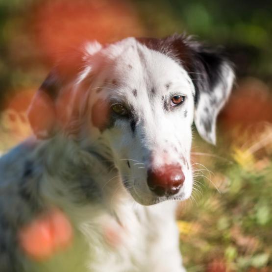 Victoria Scheler Eckstein