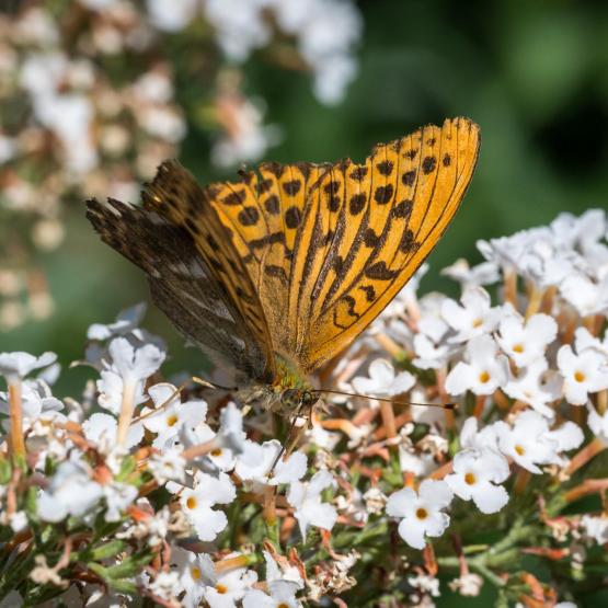 Victoria Scheler Eckstein