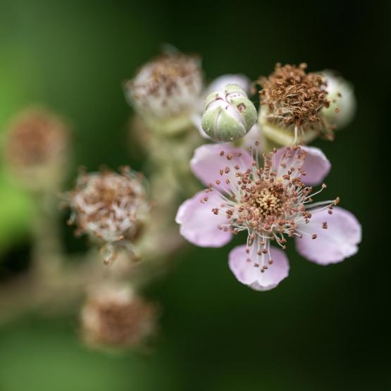 Victoria Scheler Eckstein