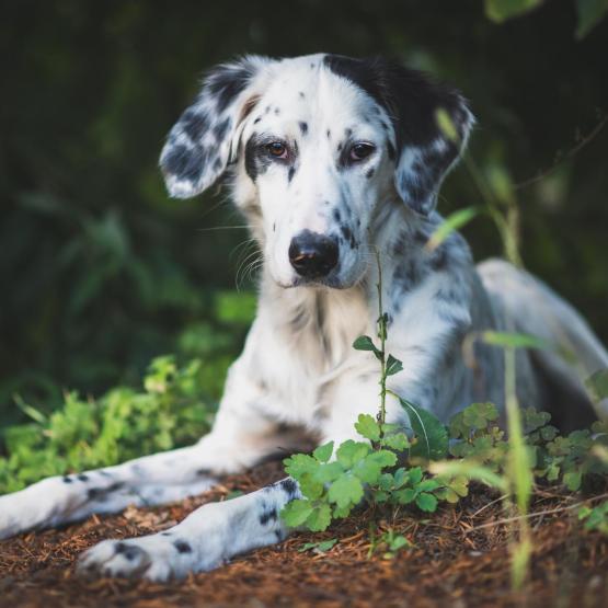 Victoria Scheler Eckstein
