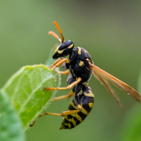 Victoria Scheler Eckstein