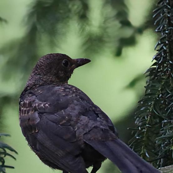 wolfgang.goergen55_84841