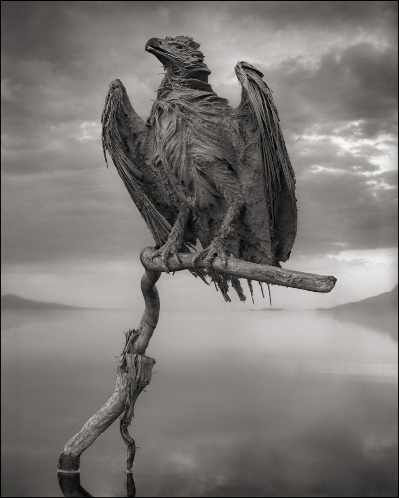Nick Brandt, Calcified Fish Eagle, Lake Natron, 2012
