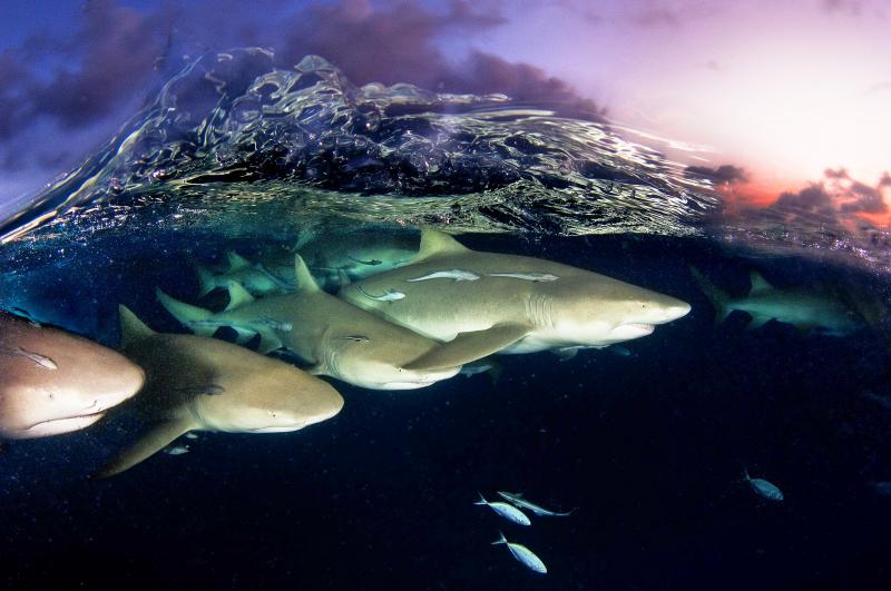 © lemon sharks on patrol by david doubilet, Stadtmuseum Schleswig/