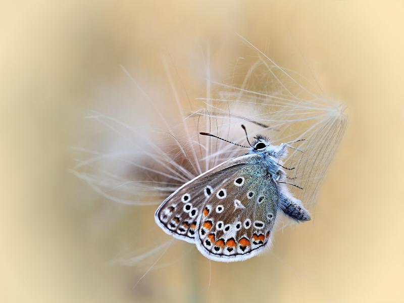 Hermann Dolles, Feilitzsch