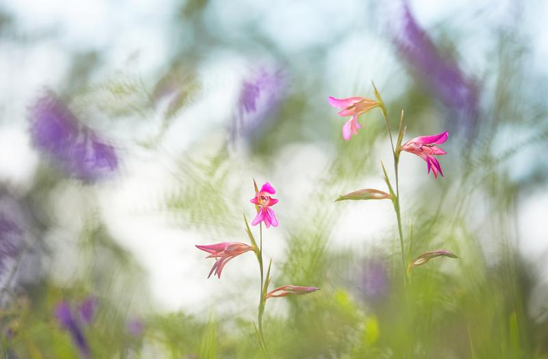 GNJ 2015, Klaus Tamm