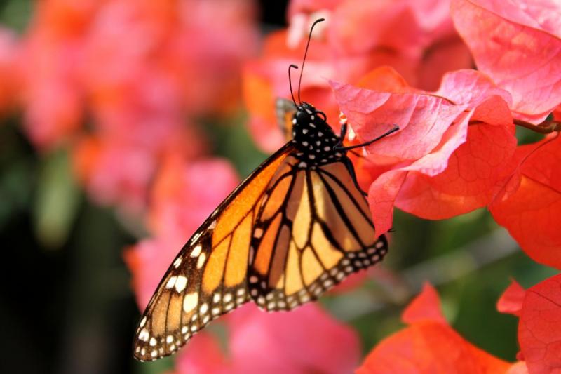 Kunst und Photographie