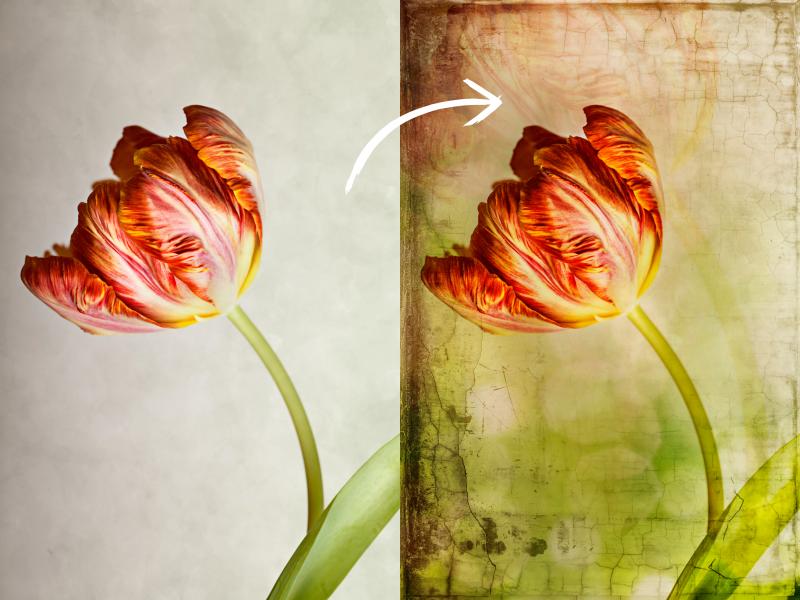 Nailia Schwarz (rote Tulpe), Vitaly Krivosheev (grünes Bokeh), cgtextures.com