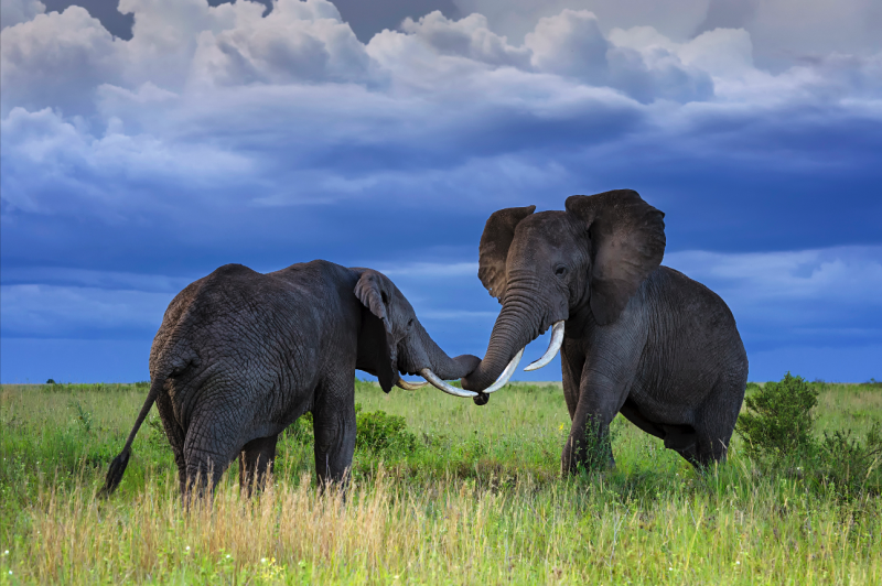 Gian Luigi Fornari Lanzetti