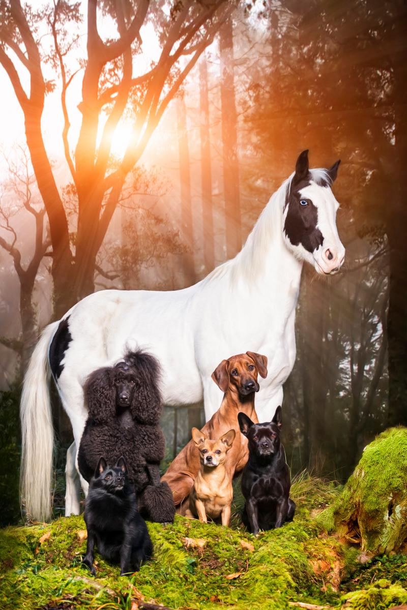 Dalia Fichmann, CH - Horgen