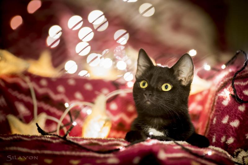 Silavon der Fotograf