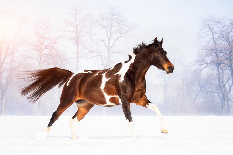 Dalia Fichmann, CH-Horgen 