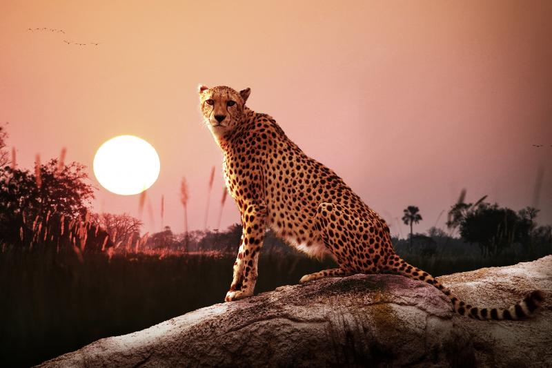 Wolfgang Laimer, A-Arbing