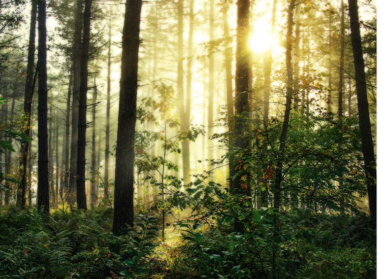 Adobe Stock / Bildbearbeitung &amp; Screenshots: Dirk Metztmacher