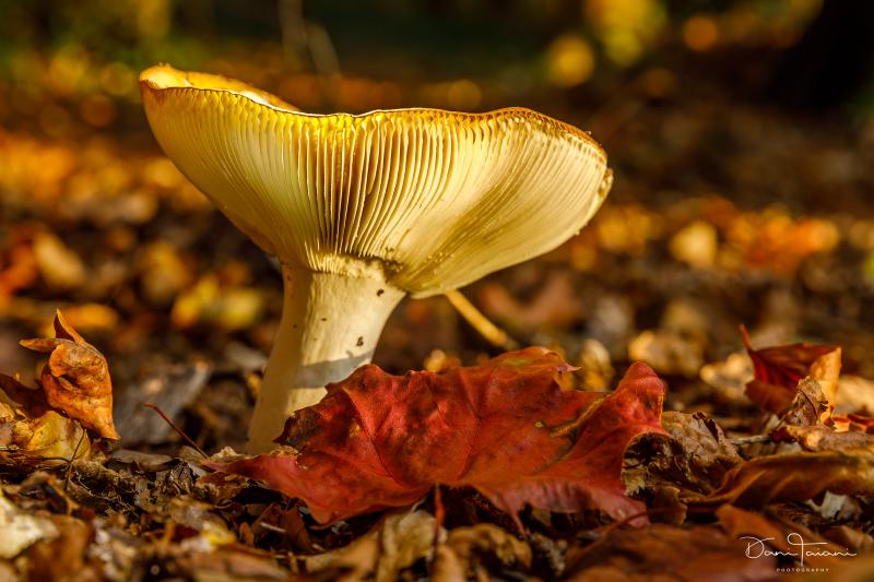 Dani Taiani - DigitalPHOTO Galerie-User