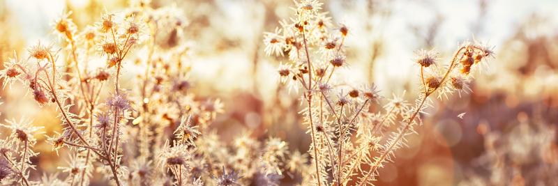 Adobe Stock, Ingo Bartussek