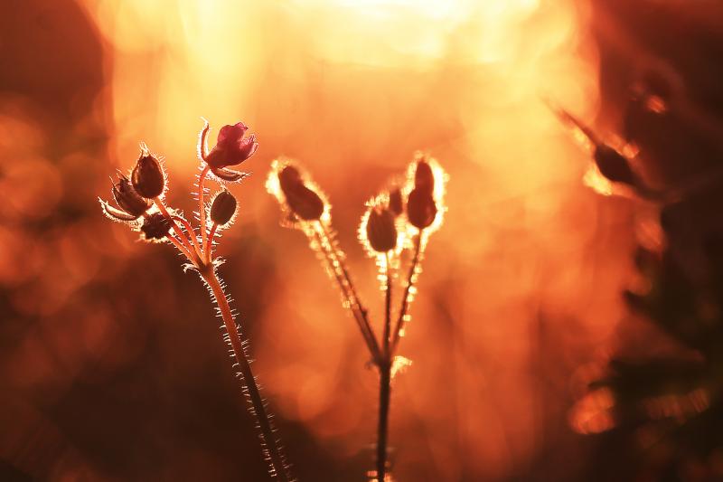 Svetlana, Adobe Stock