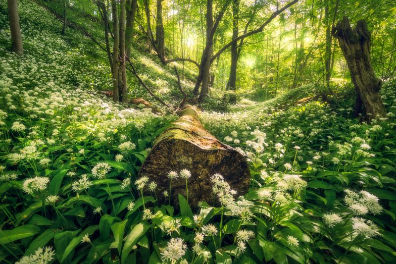 Alexander Lauterbach