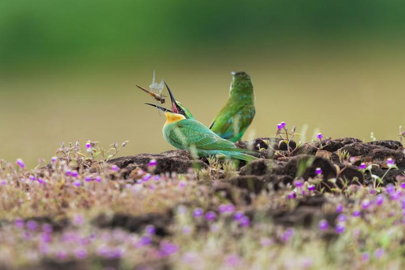 Anoop Raghavan Manikkoth